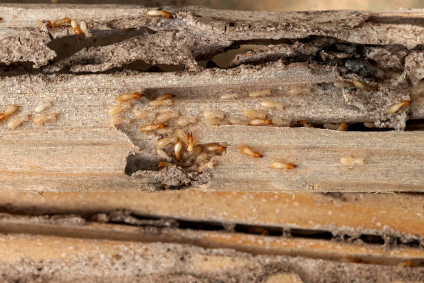 Best Ant Control Services  in Keller, TX